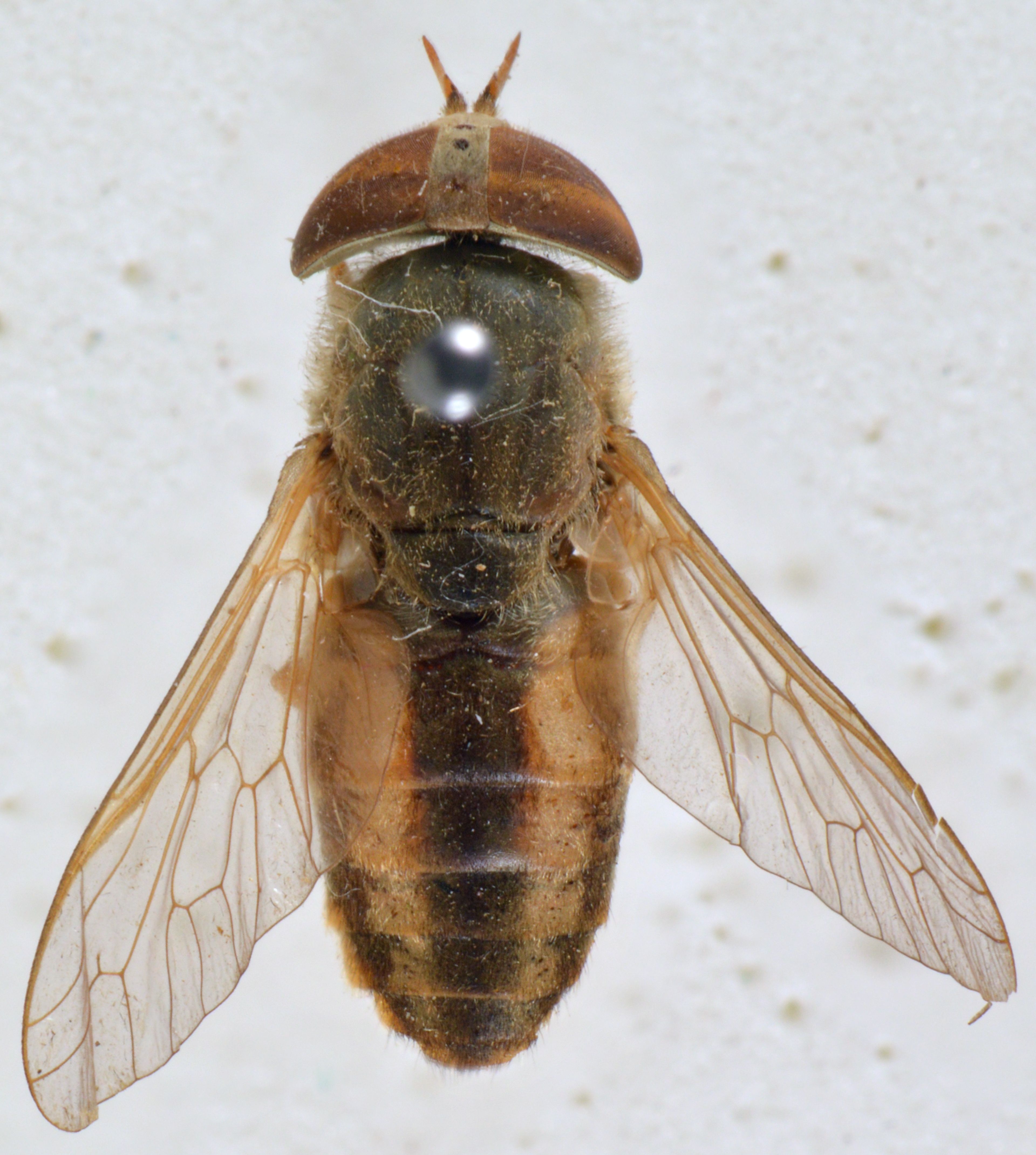 Atylotus albipalpus
