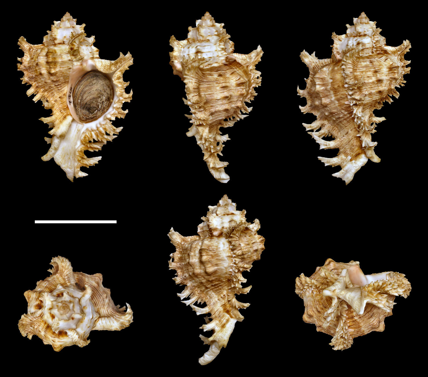 Chicoreus ramosus