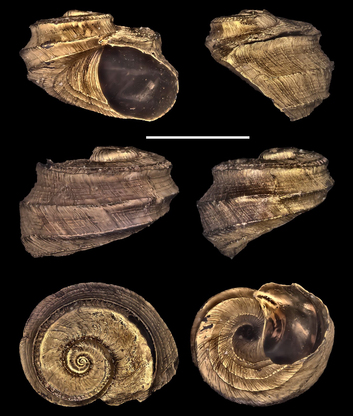 Sukashitrochus maraisi